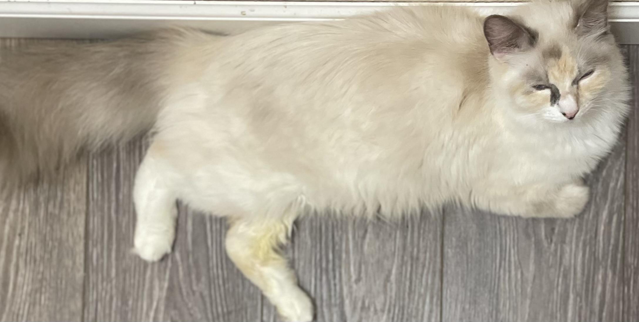 Stella, a Adopted Domestic Long Hair in Kalama, WA image 3/3