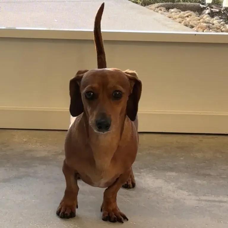 Enlarge Aree, a ADOPTABLE Dachshund in Port Charlotte, FL image 2/4