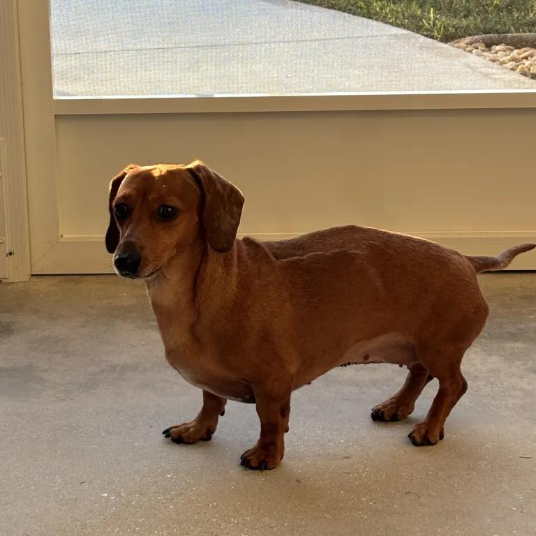 Enlarge Aree, a ADOPTABLE Dachshund in Port Charlotte, FL image 3/4