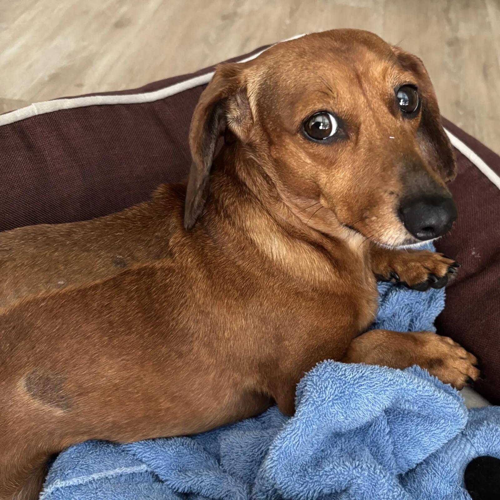 Enlarge Aree, a ADOPTABLE Dachshund in Port Charlotte, FL image 1/4