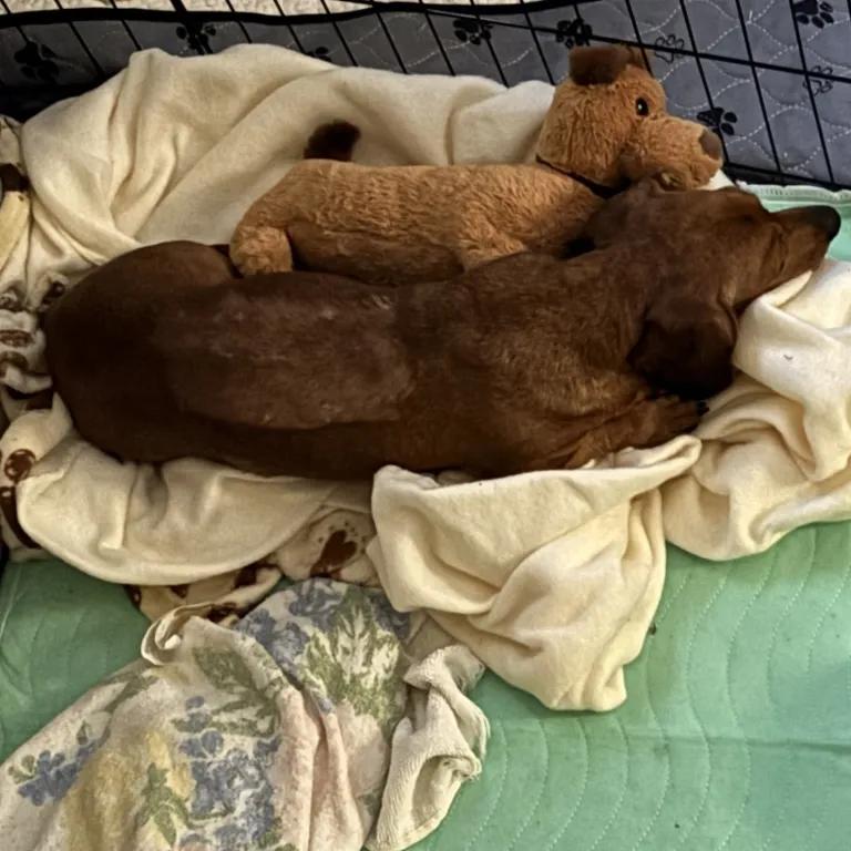 Enlarge Aree, a ADOPTABLE Dachshund in Port Charlotte, FL image 4/4