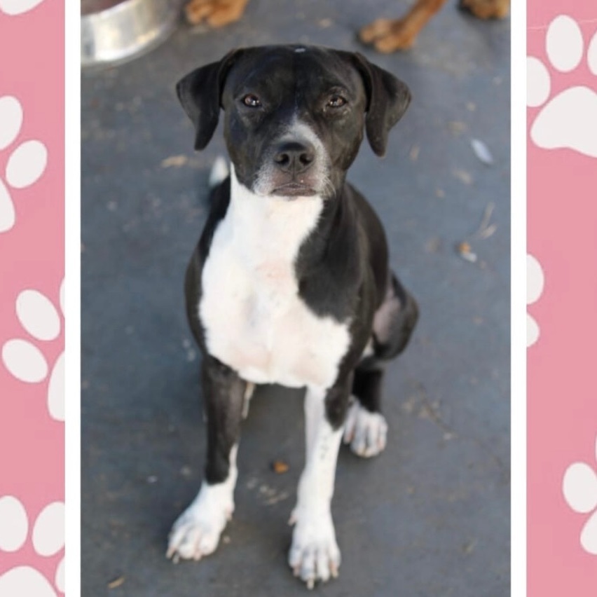 Nova, an adoptable Mixed Breed in San Juan, PR_image-1