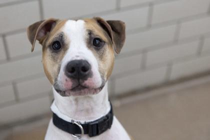 Miss Queenie, Adoptable, Adult Female Pit Bull Terrier & Beagle.