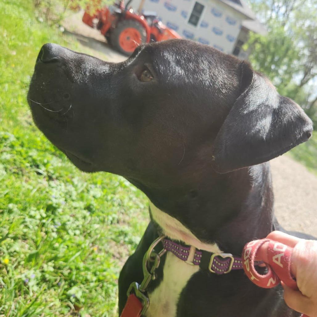 Enlarge Mango, a Adoptable Pit Bull Terrier in Olathe, KS image 1/6
