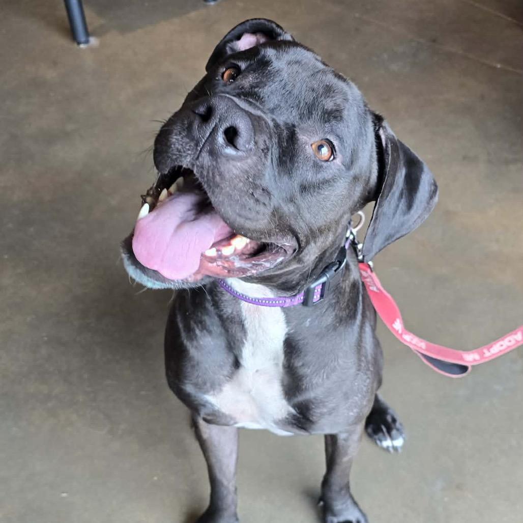 Mango, Adoptable, Adult Male Pit Bull Terrier.