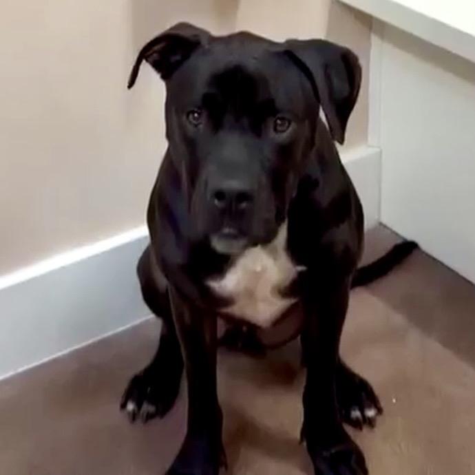 Enlarge Mango, a Adoptable Pit Bull Terrier in Olathe, KS image 2/6