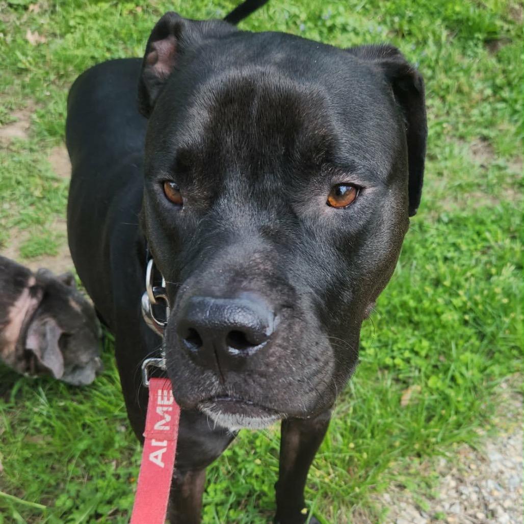 Enlarge Mango, a Adoptable Pit Bull Terrier in Olathe, KS image 3/6