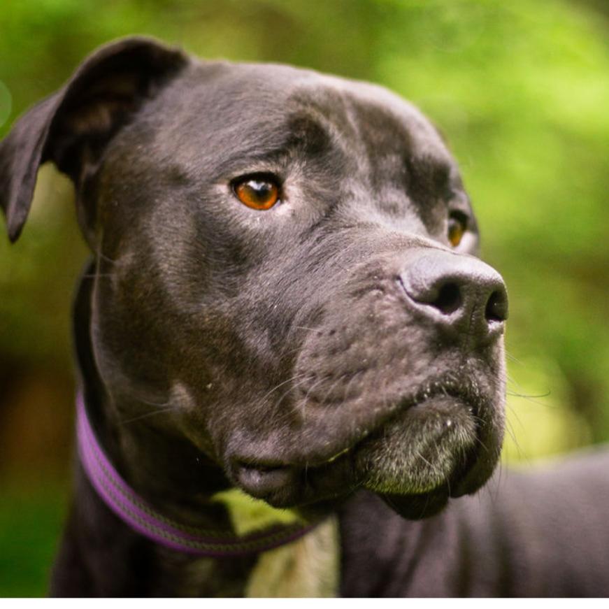 Mango, a Adoptable Pit Bull Terrier in Olathe, KS image 2/6