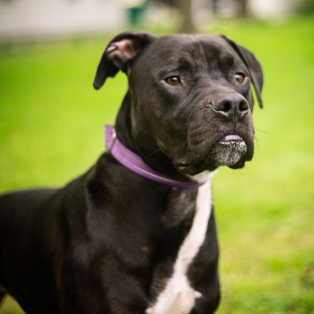 Enlarge Mango, a Adoptable Pit Bull Terrier in Olathe, KS image 5/6