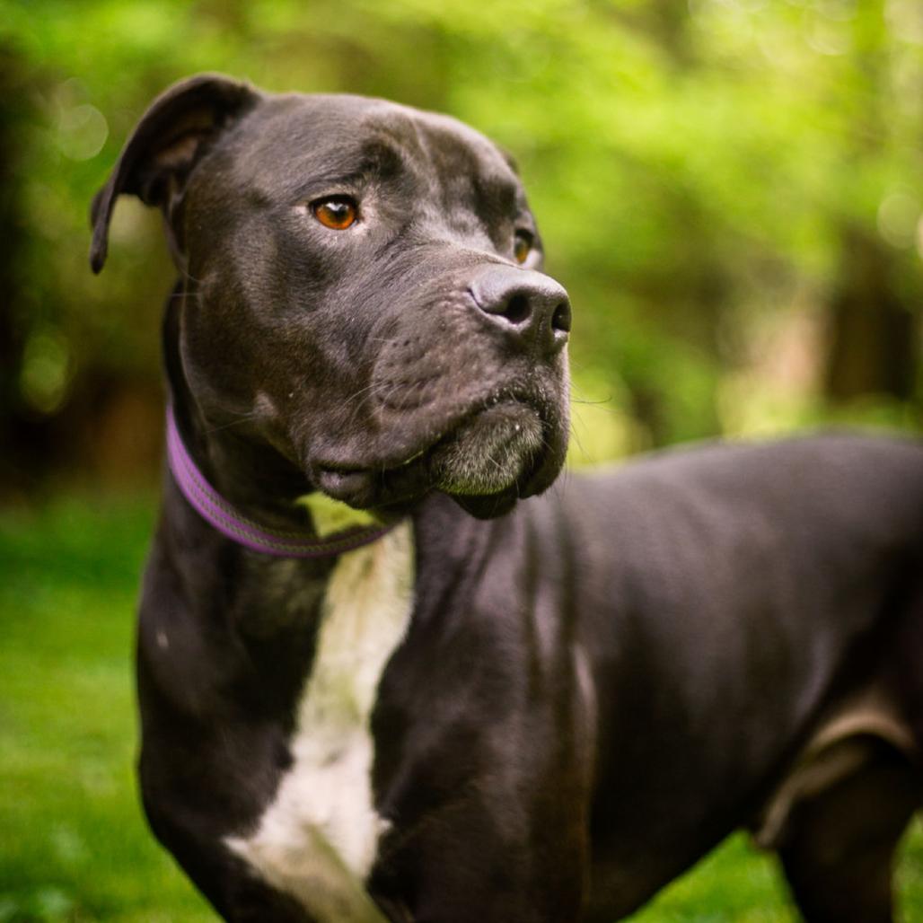 Enlarge Mango, a Adoptable Pit Bull Terrier in Olathe, KS image 6/6