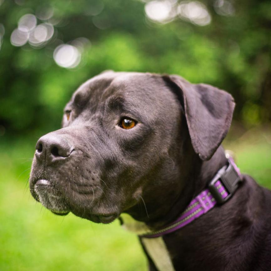 Mango, a Adoptable Pit Bull Terrier in Olathe, KS image 6/6