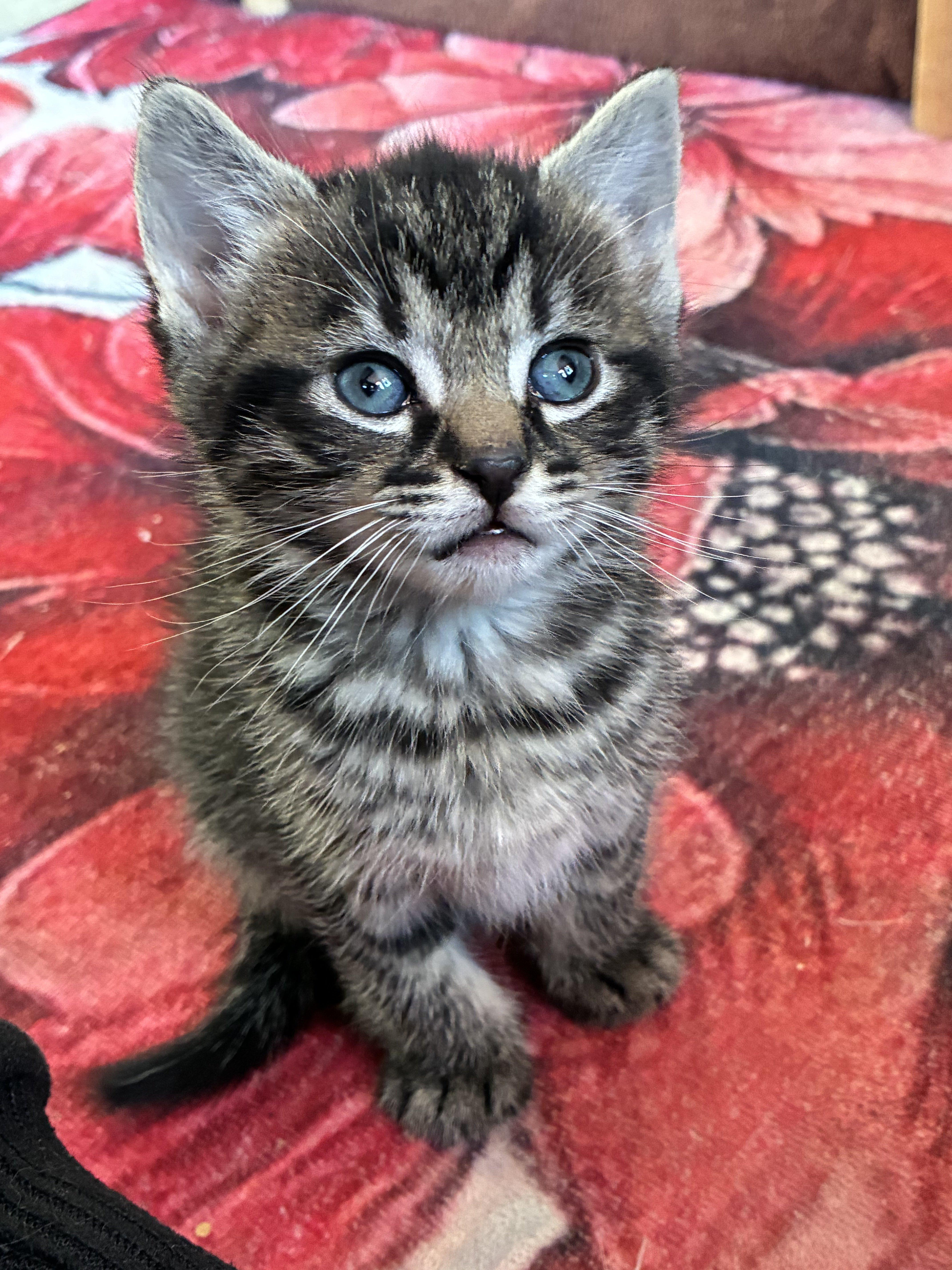 Enlarge Mordechai, an adopted Domestic Short Hair in Bayonne, NJ image 2/6