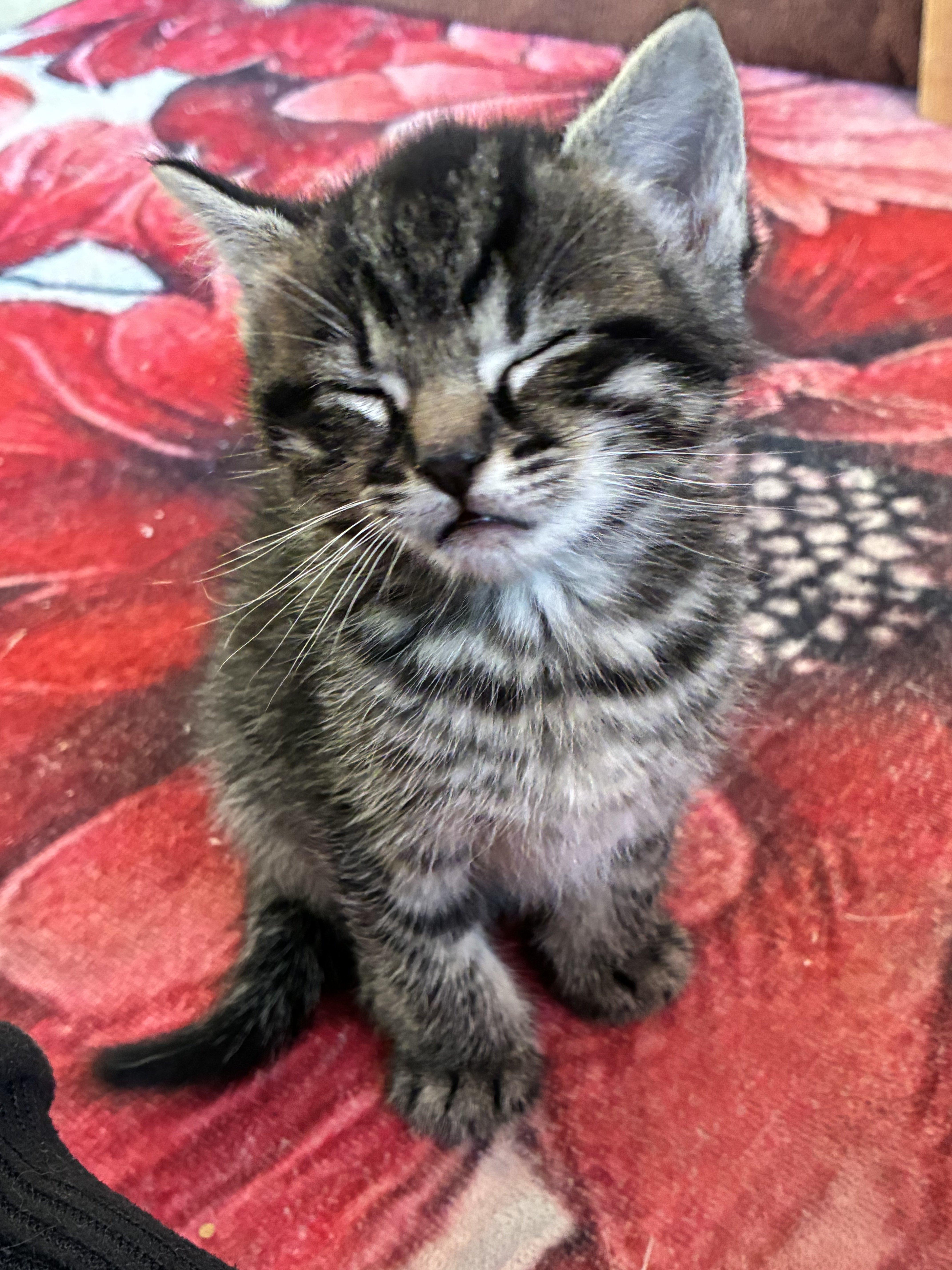 Mordechai, adopted, Kitten Male Domestic Short Hair.