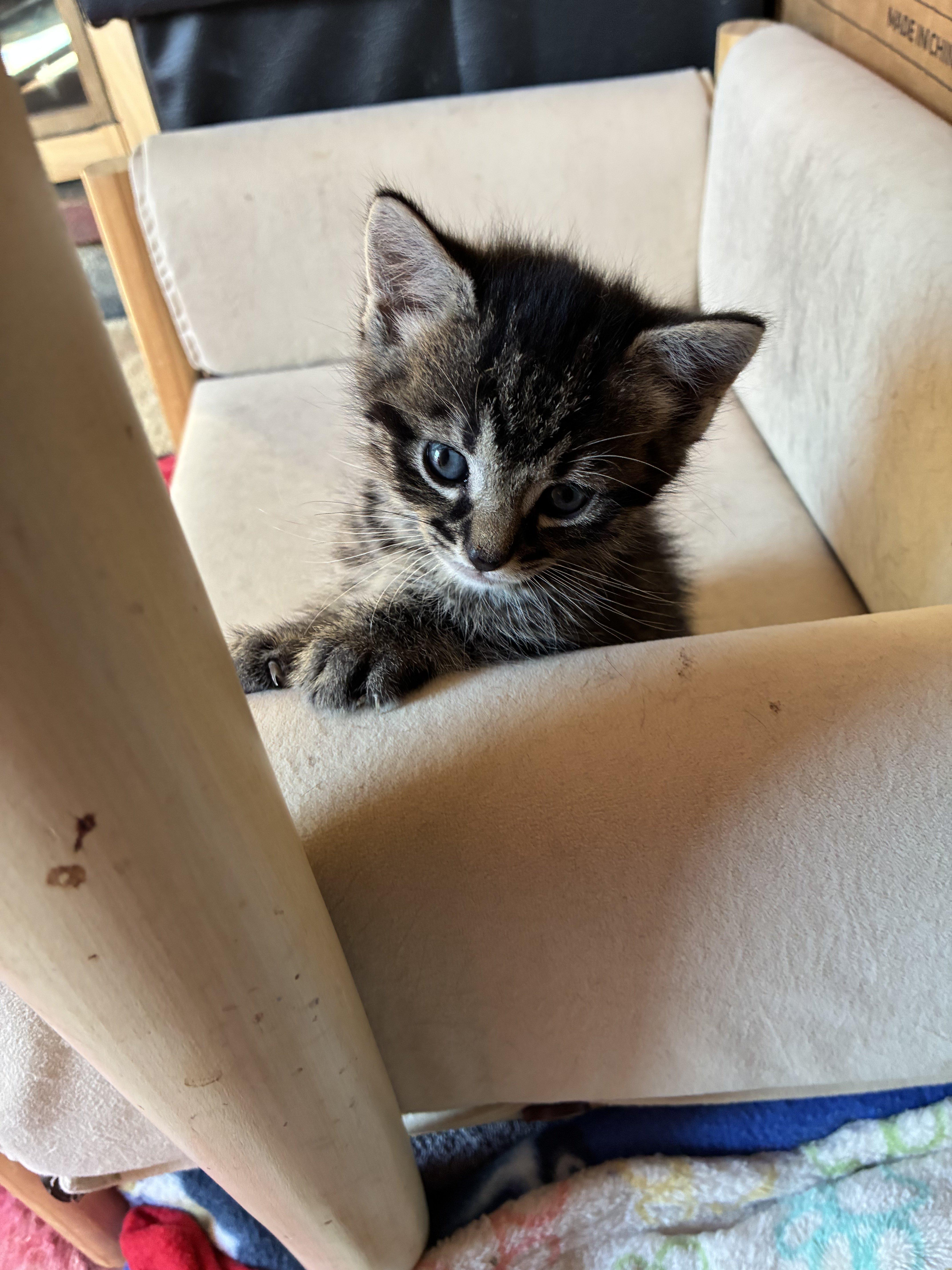 Enlarge Mordechai, an adopted Domestic Short Hair in Bayonne, NJ image 5/6