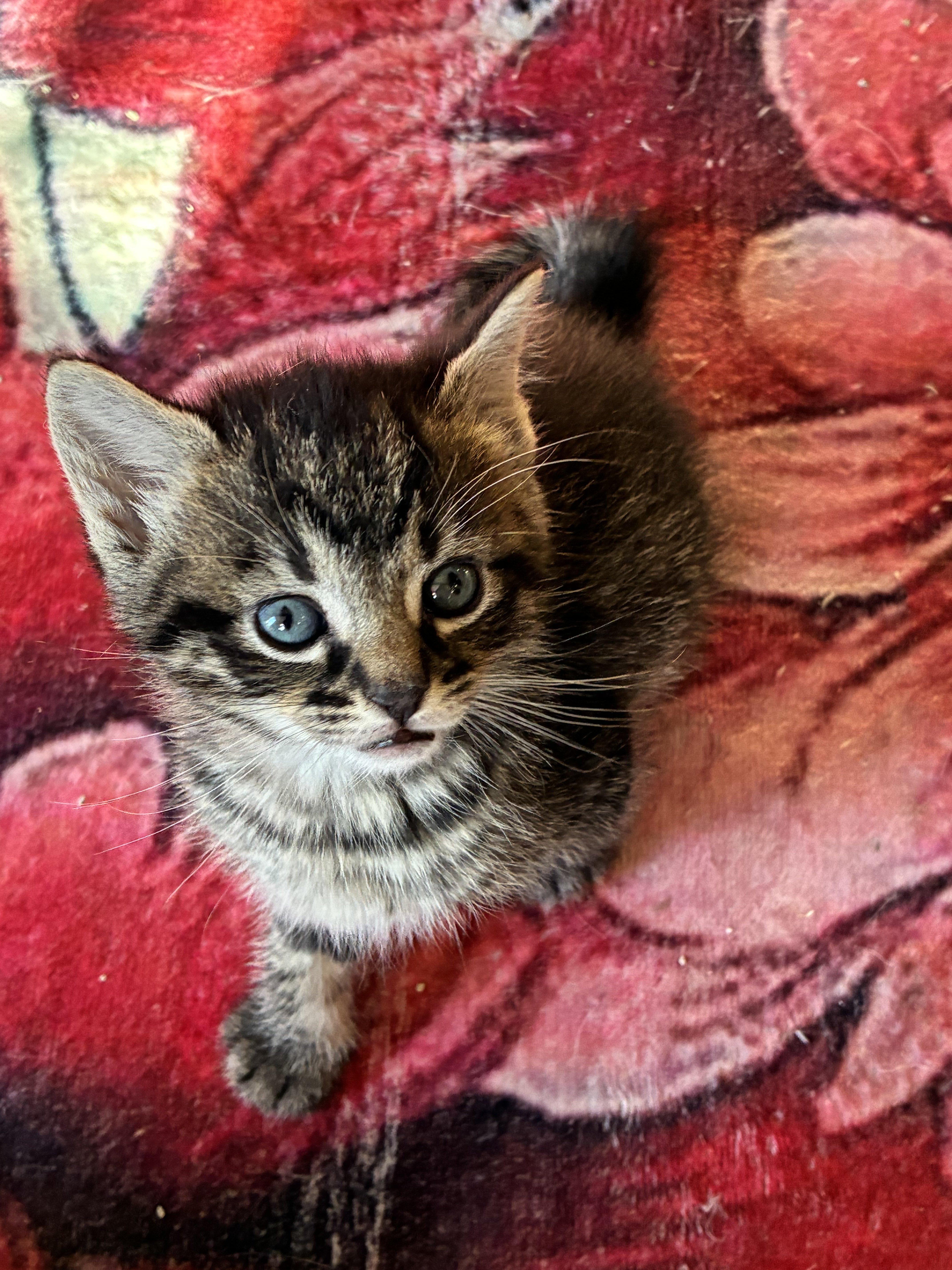 Enlarge Mordechai, an adopted Domestic Short Hair in Bayonne, NJ image 6/6