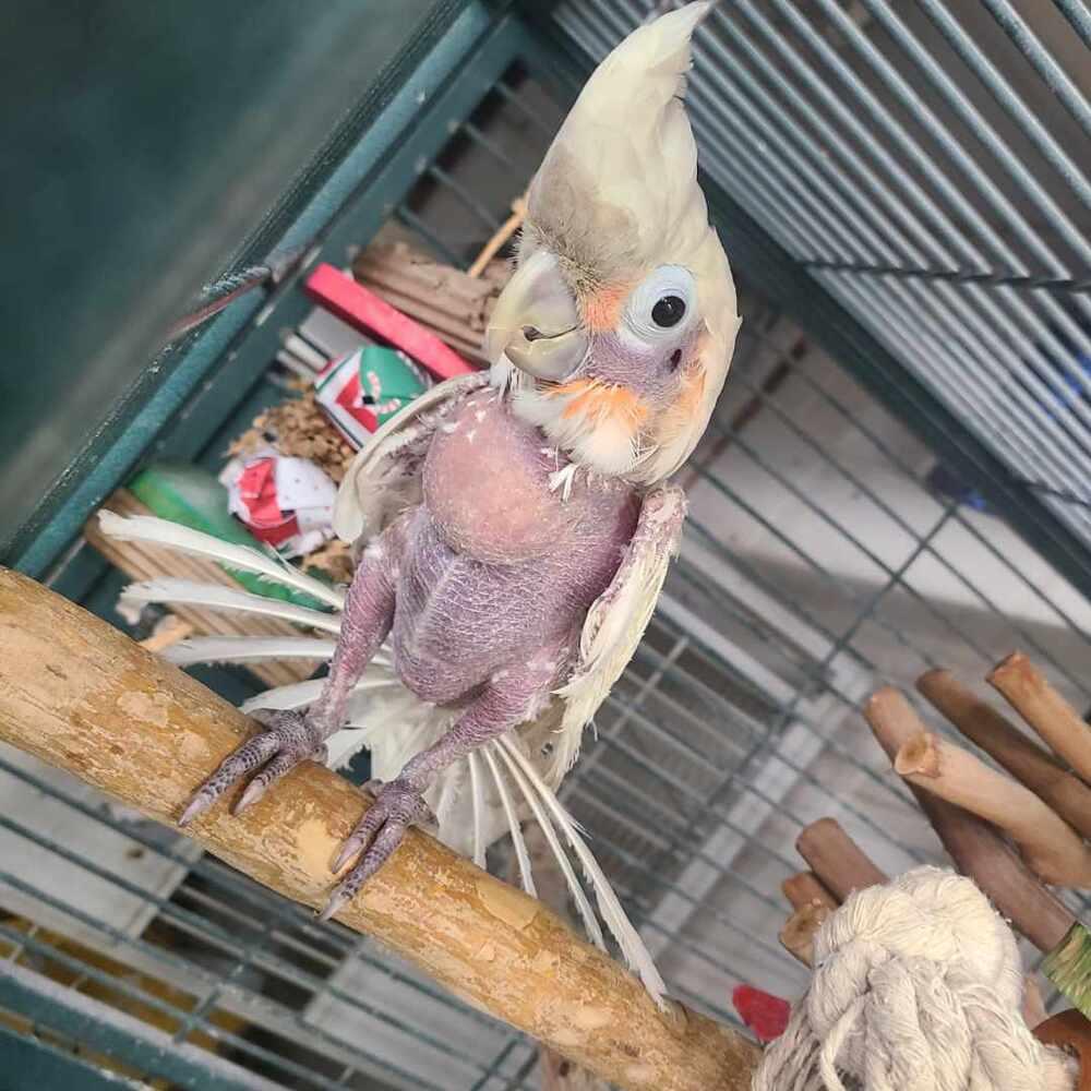 Chiquita, Adoptable, Adult Female Cockatoo.