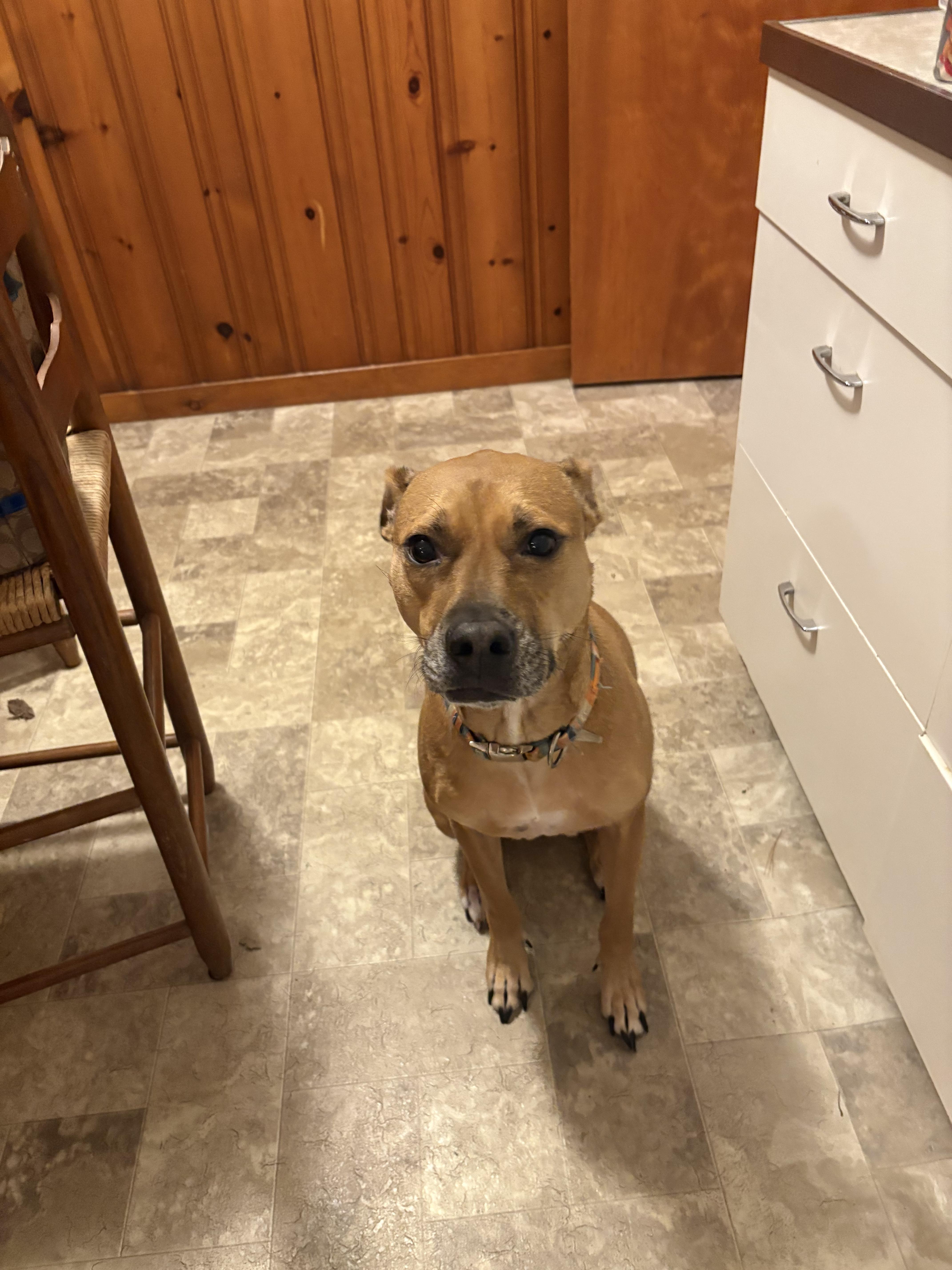 Jersey , ADOPTABLE, Adult Female Terrier.