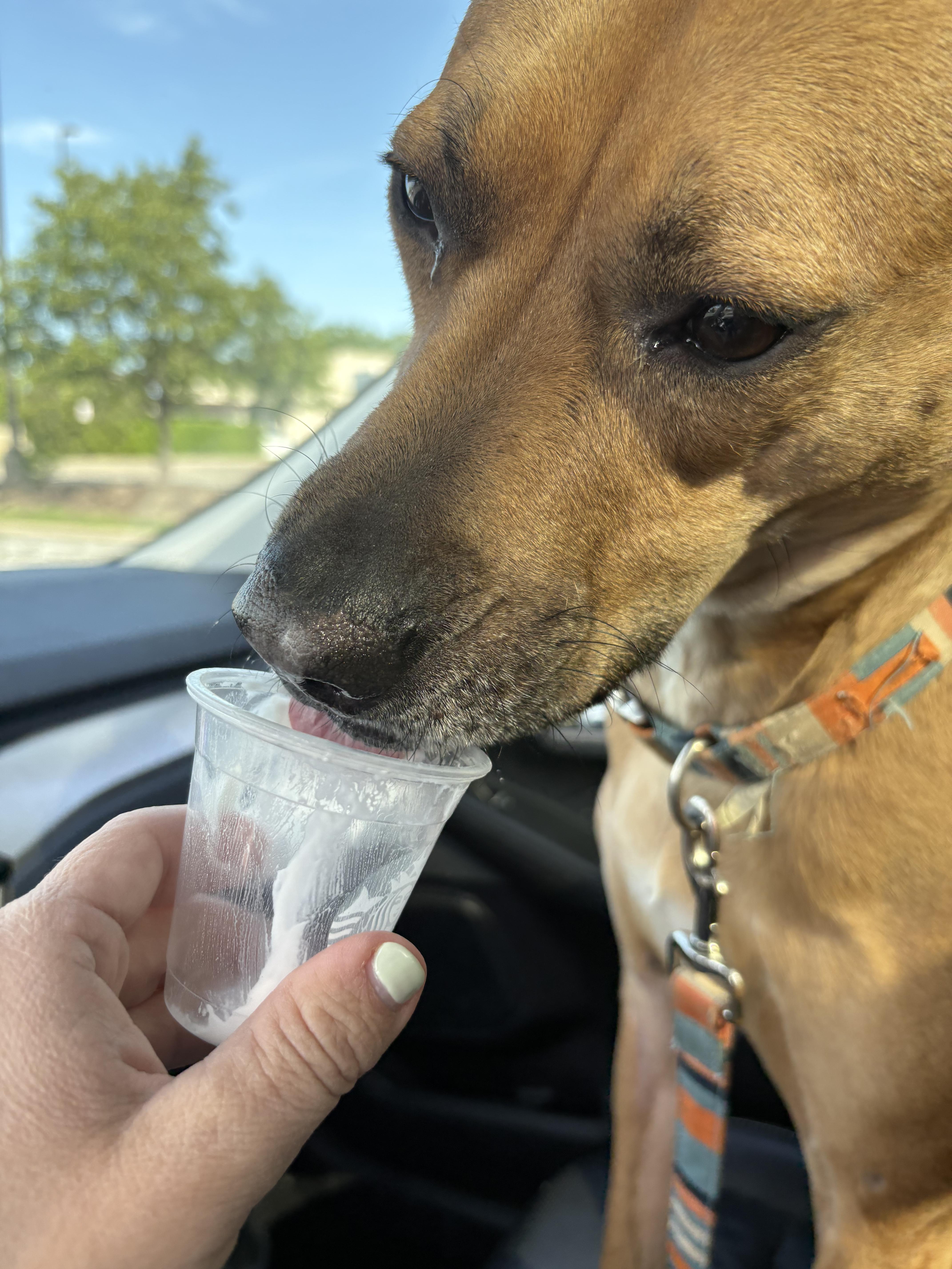 Enlarge Jersey , a ADOPTABLE Terrier in Lexington, KY image 2/5