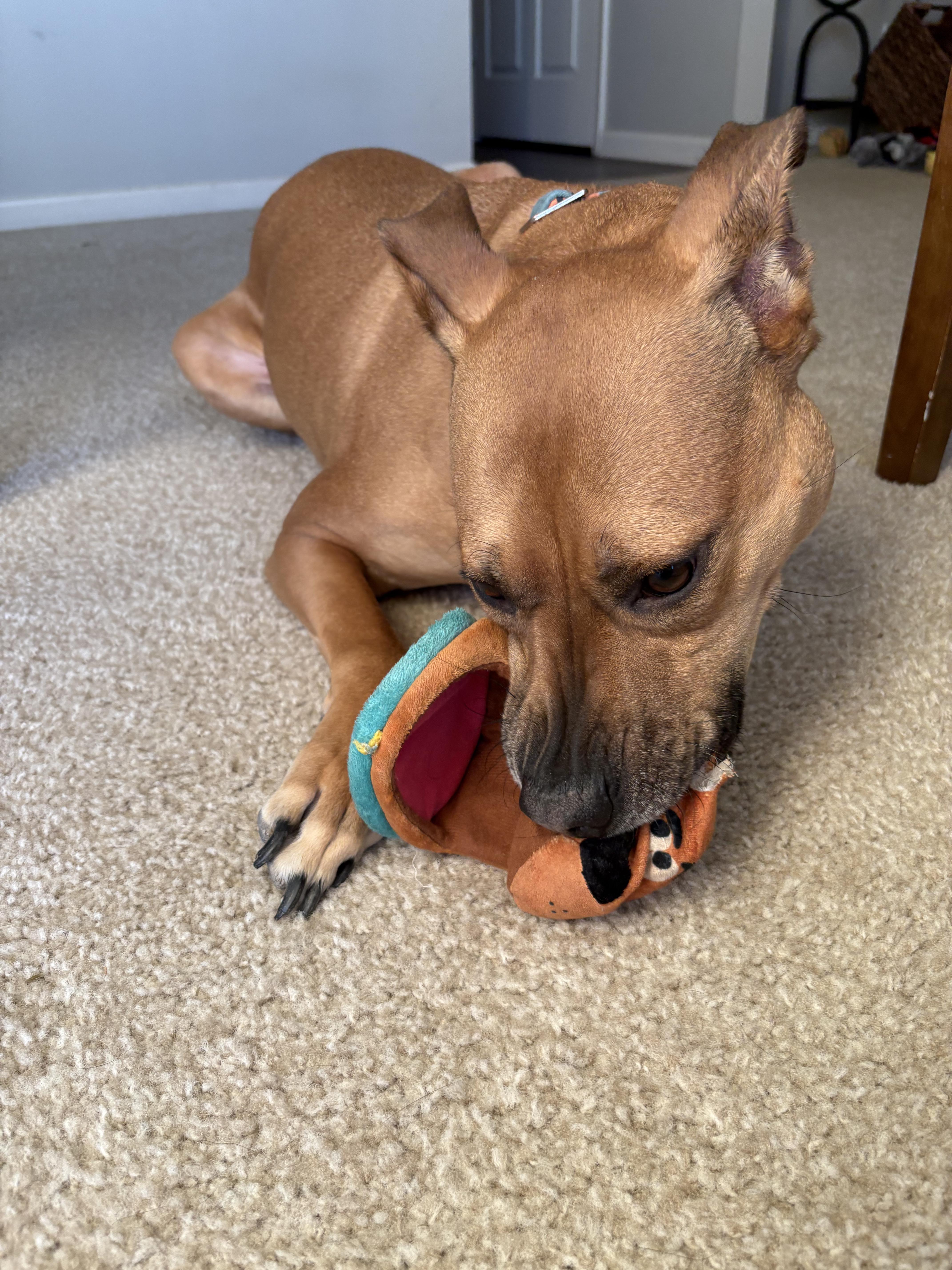Enlarge Jersey , a ADOPTABLE Terrier in Lexington, KY image 4/5