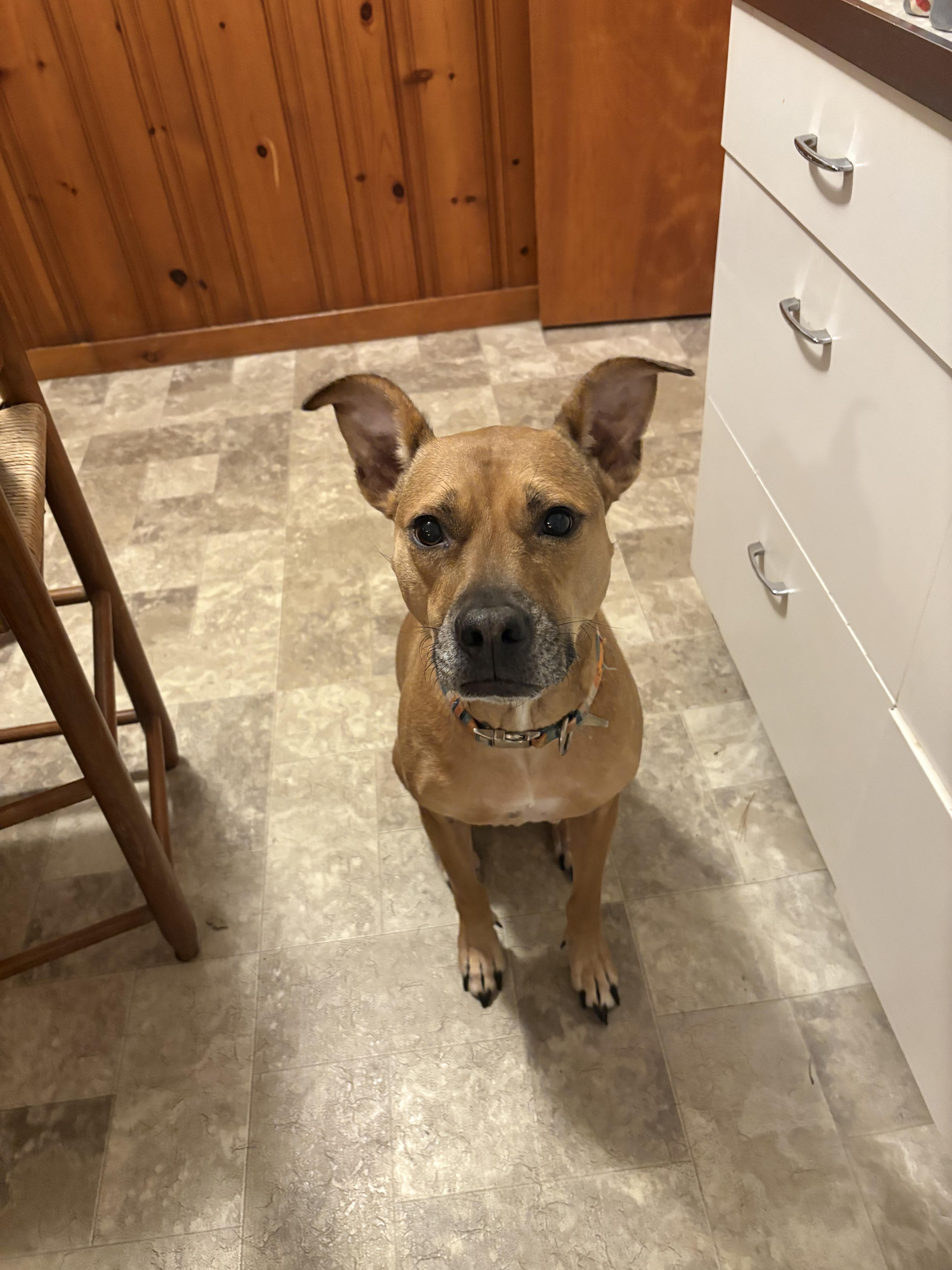 Enlarge Jersey , a ADOPTABLE Terrier in Lexington, KY image 5/5