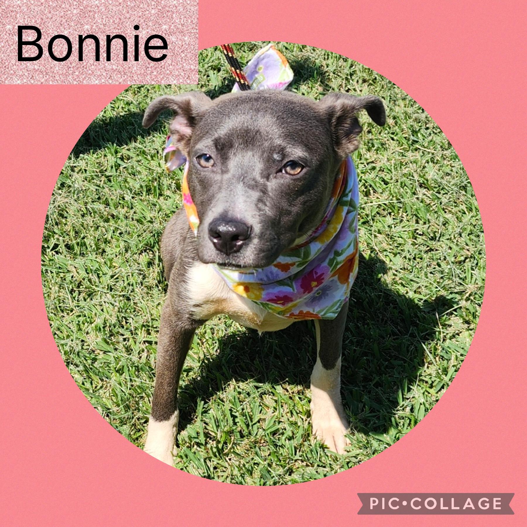 Enlarge Bonnie, a Adoptable mixed breed in New Iberia, LA image 1/1