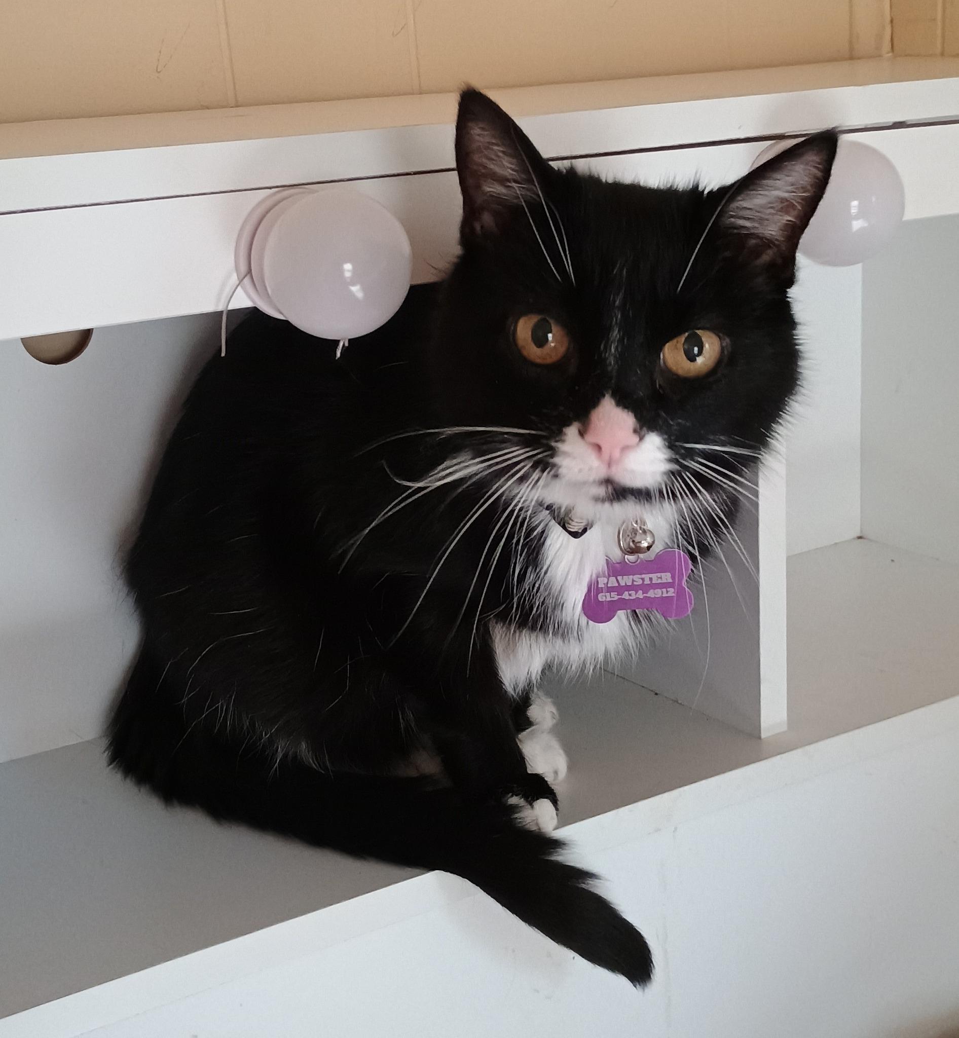 Boo - lazy & loving, a Adoptable Domestic Short Hair in Hendersonville, TN image 2/2