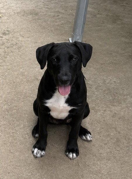 Enlarge Slate, a Adoptable Labrador Retriever in Carrollton, GA image 1/3