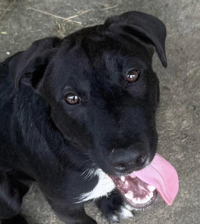 Enlarge Slate, a Adoptable Labrador Retriever in Carrollton, GA image 2/3