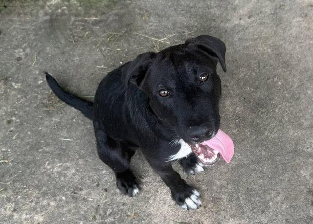 Enlarge Slate, a Adoptable Labrador Retriever in Carrollton, GA image 3/3
