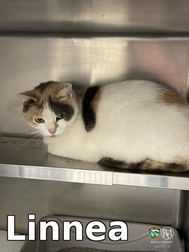 Linnea, Adoptable, Adult Female Calico.