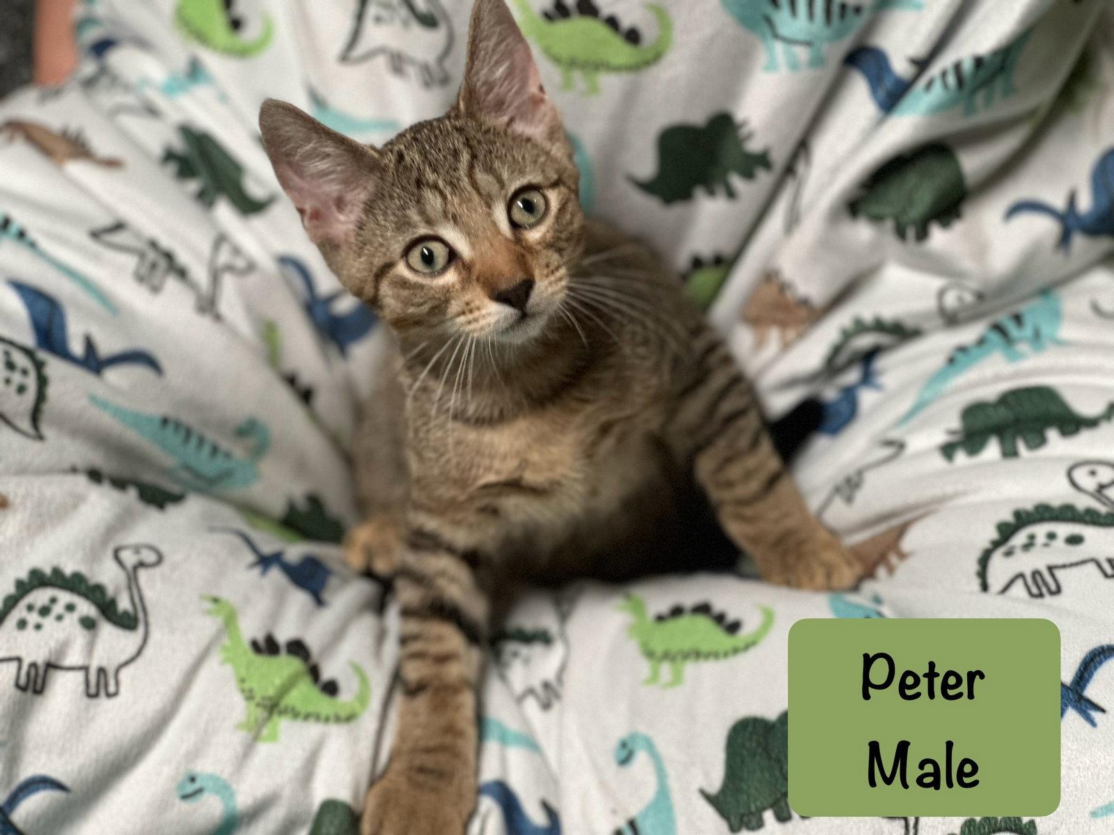 Enlarge Peter, a Adopted Tabby in San Jose, CA image 1/3