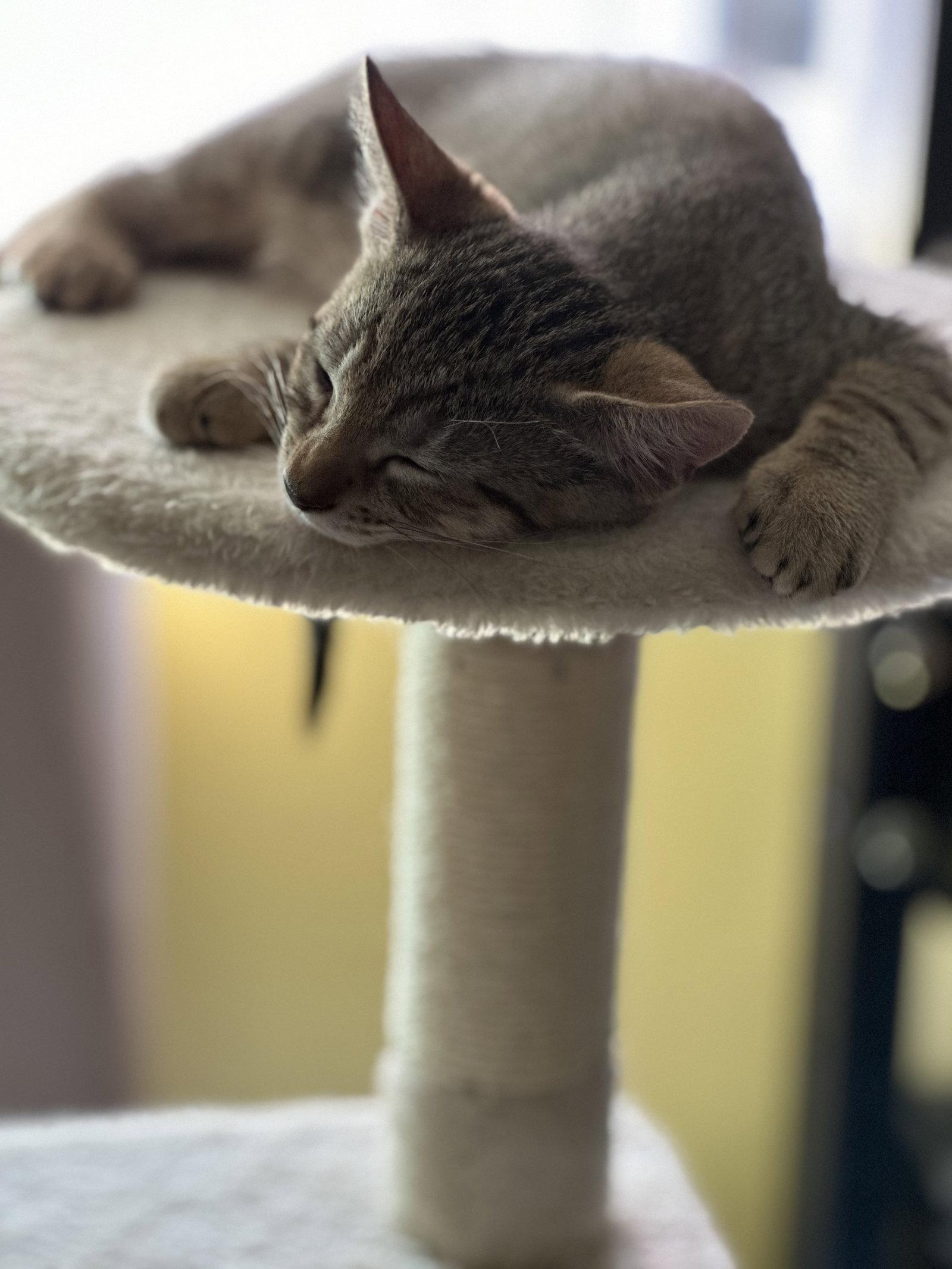 Enlarge Peter, a Adopted Tabby in San Jose, CA image 2/3