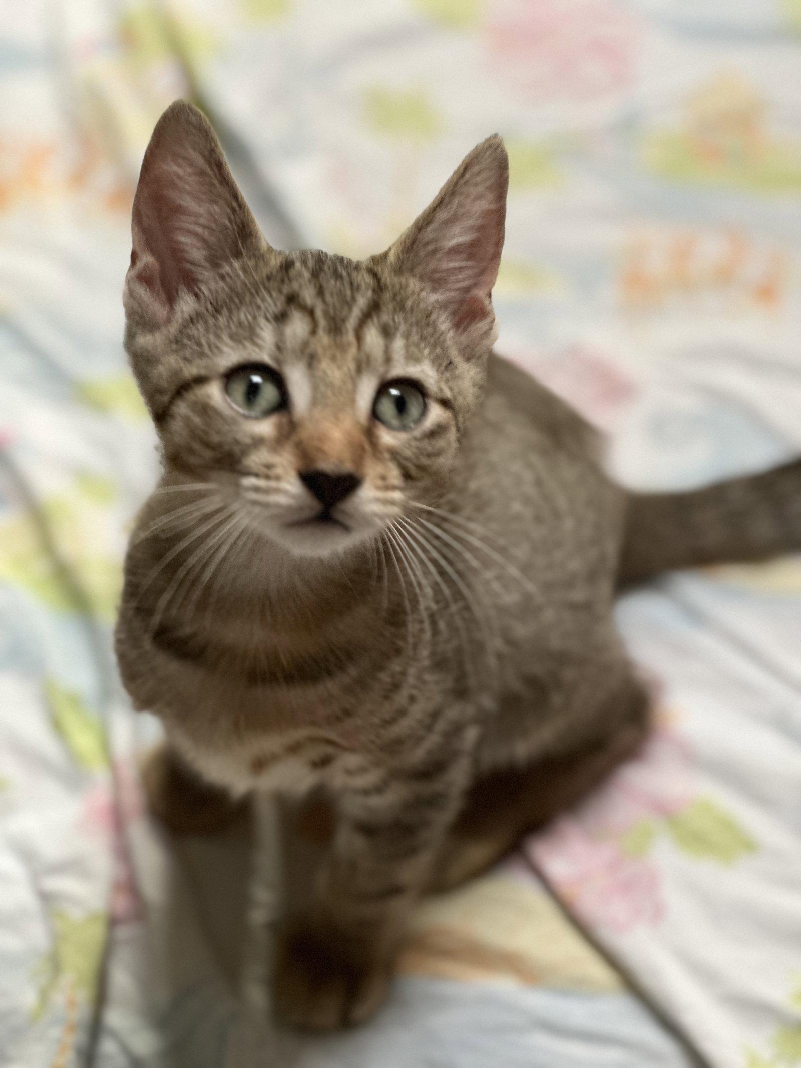Enlarge Peter, a Adopted Tabby in San Jose, CA image 3/3