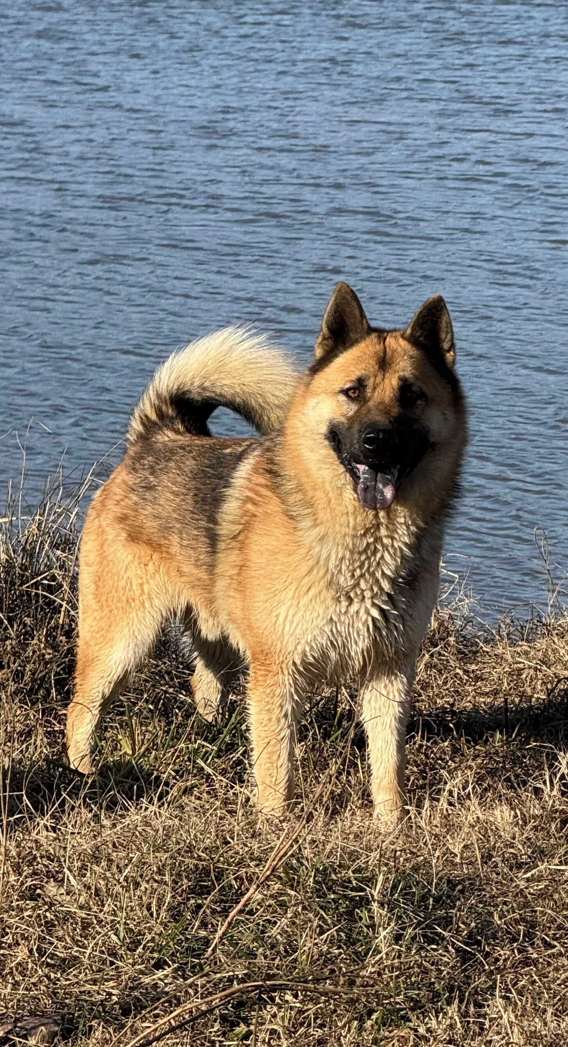 Brutus, Adult Male unknown
