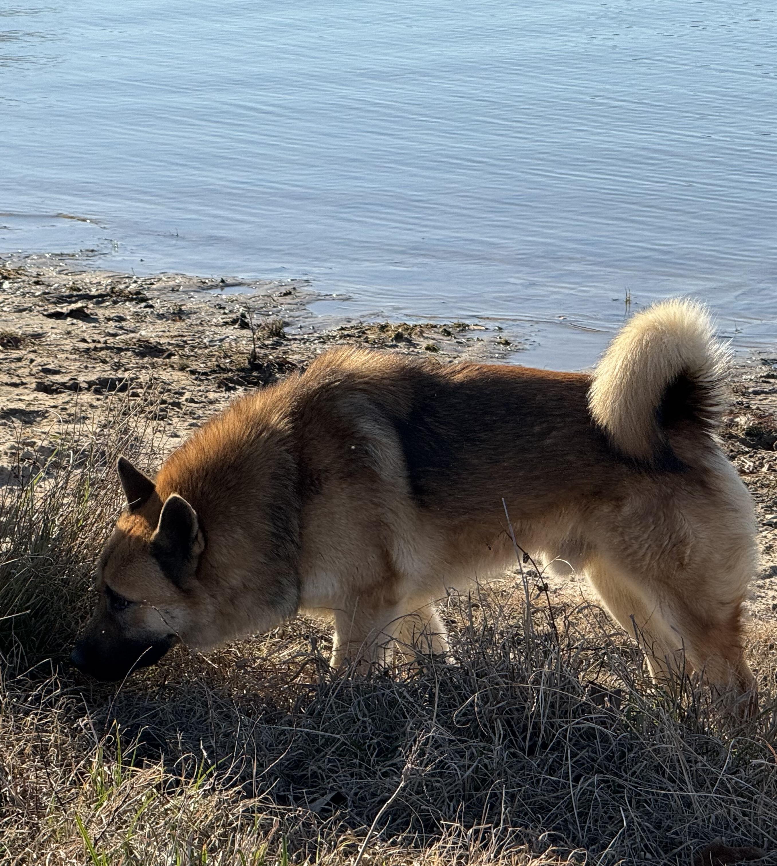Brutus photo 2