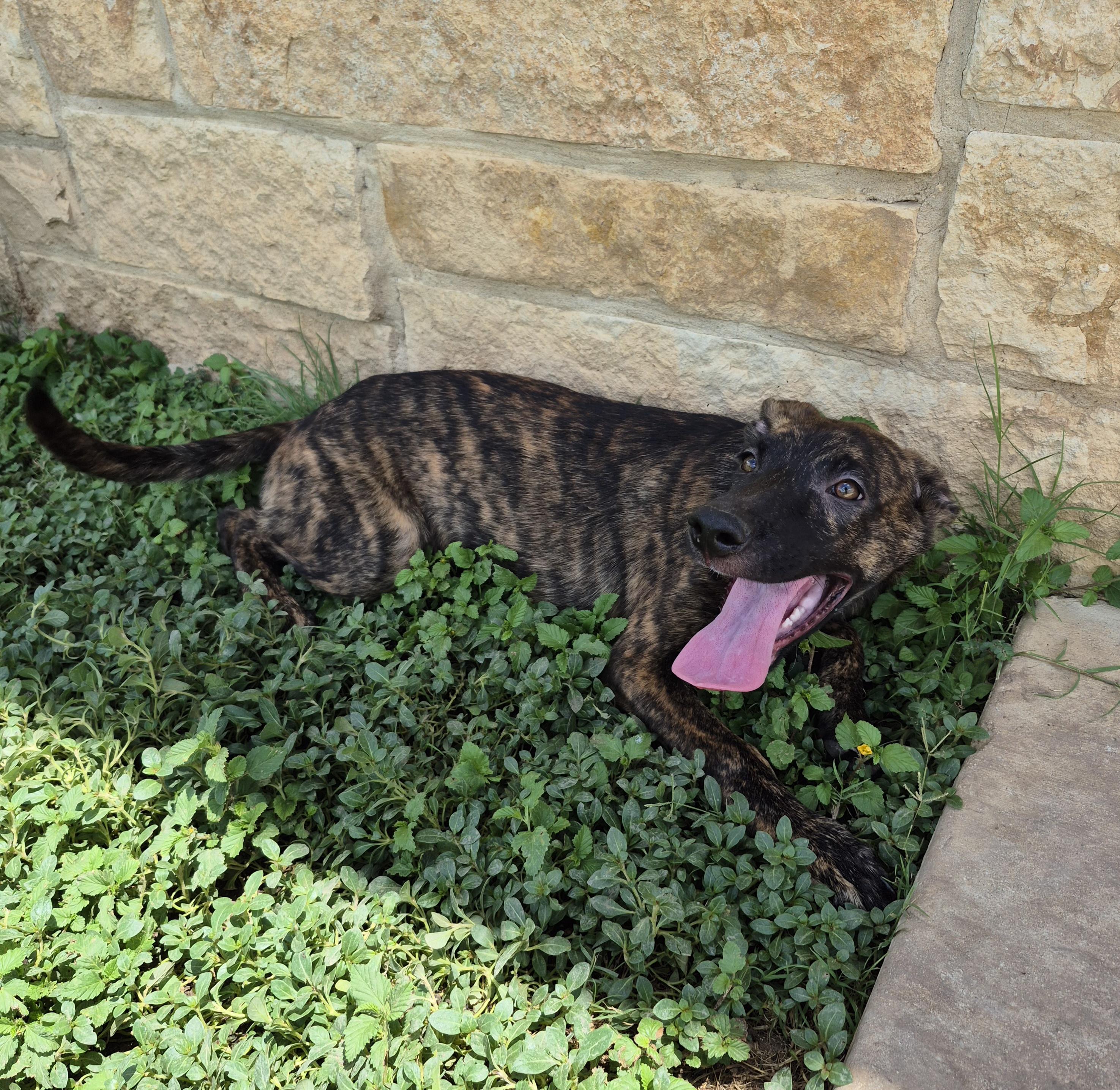 Enlarge Kimahri, a ADOPTABLE mixed breed in Schertz, TX image 3/3