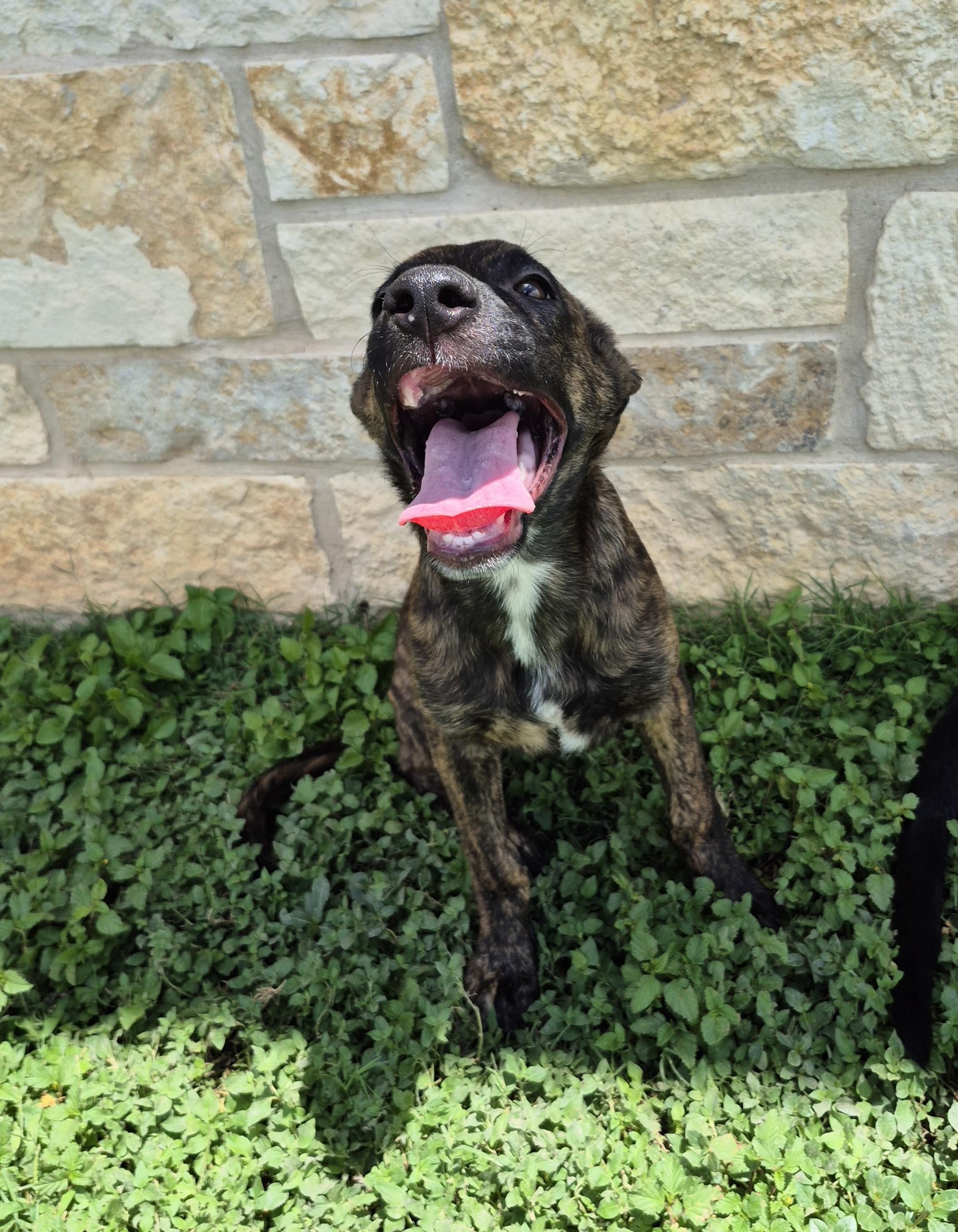 Enlarge Kimahri, a ADOPTABLE mixed breed in Schertz, TX image 2/3