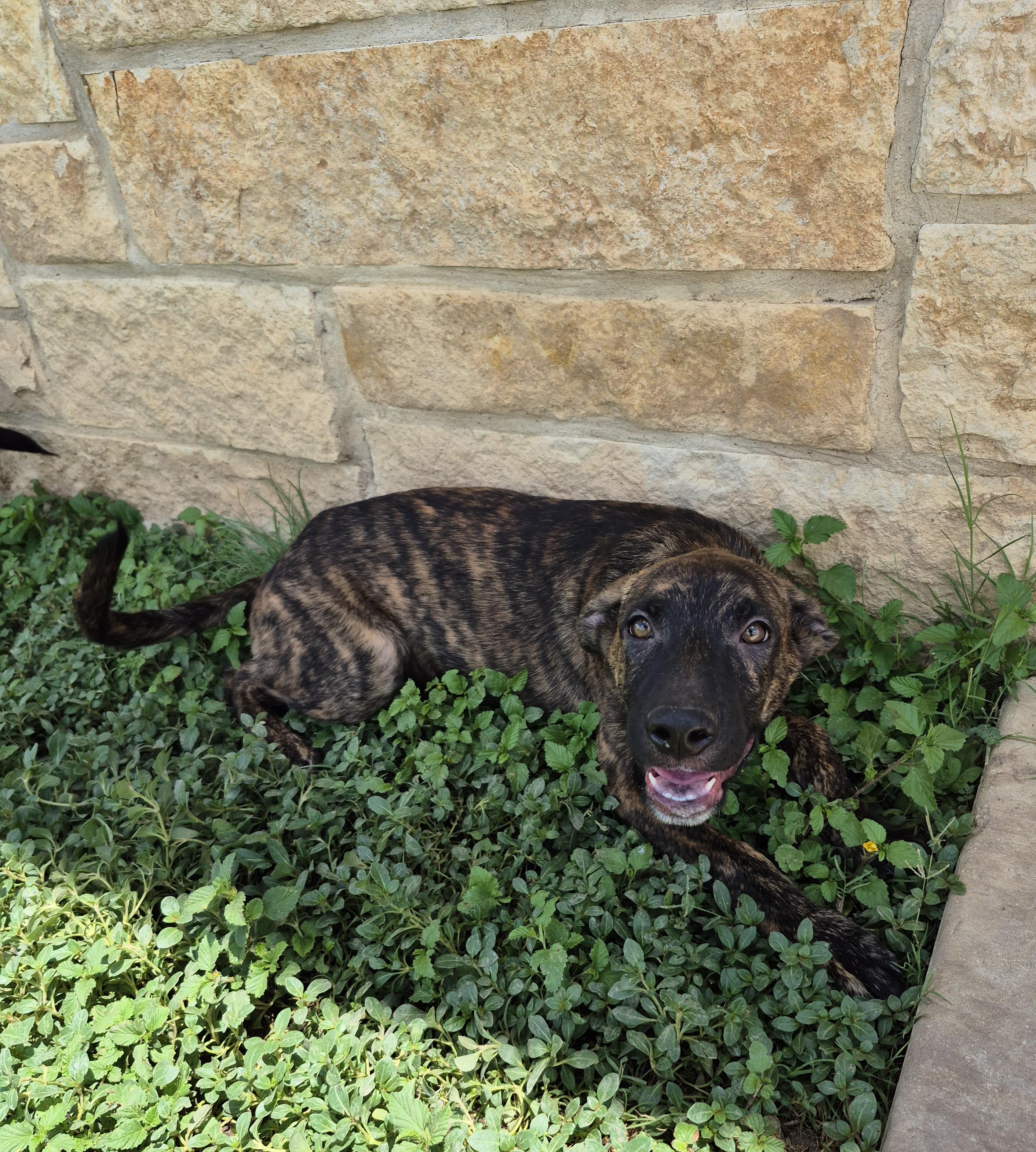 Kimahri, ADOPTABLE, Young Male Shepherd.