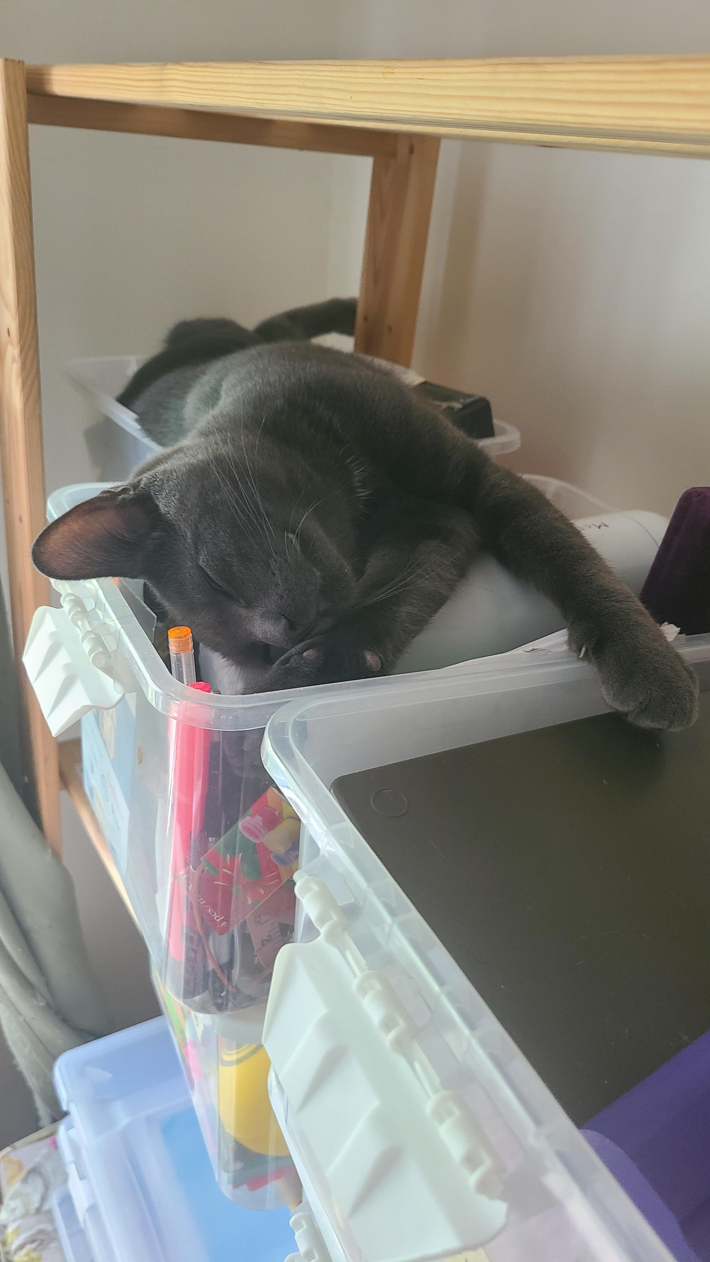 Enlarge Onion powder, a Adoptable Domestic Short Hair in Cambridge, ON image 6/6