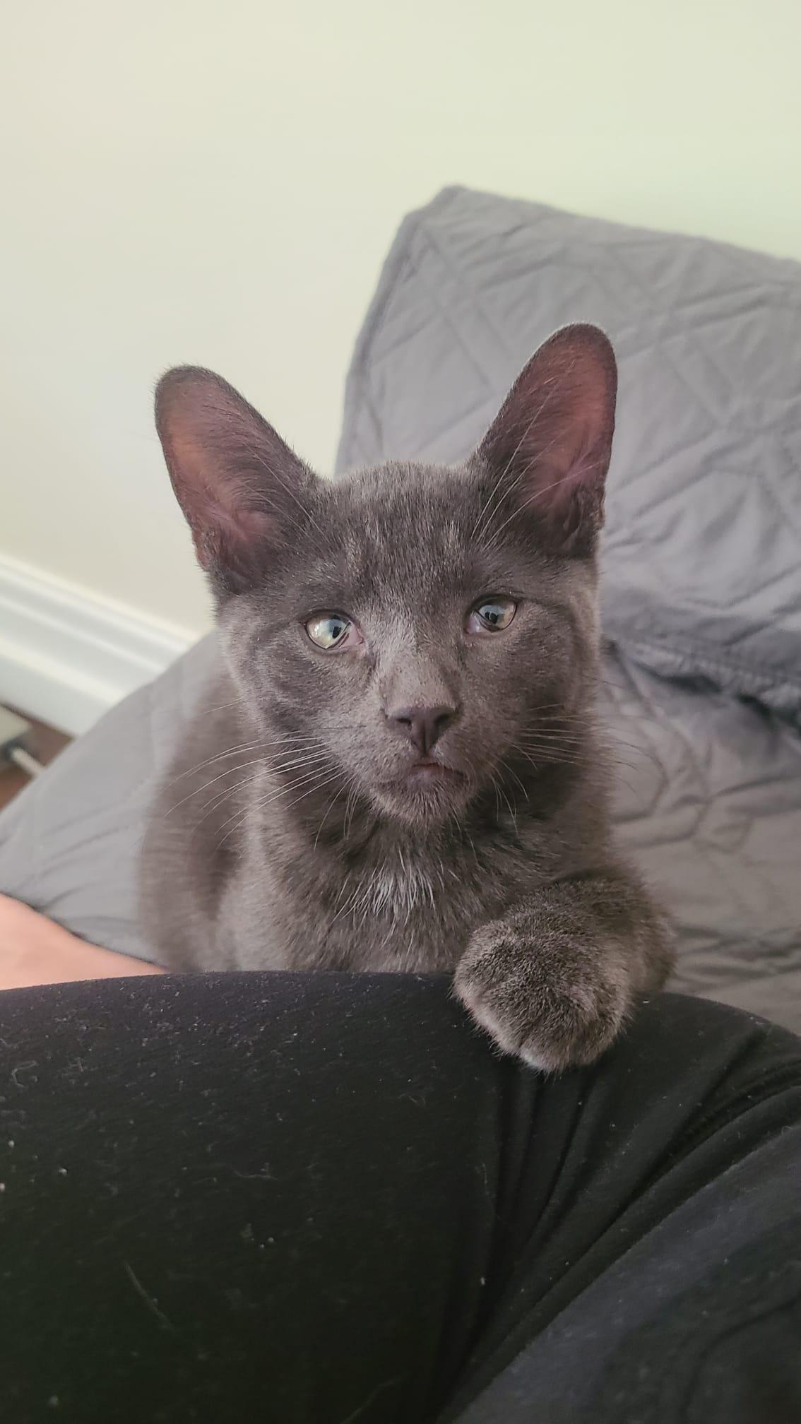 Onion powder, Adoptable, Kitten Male Domestic Short Hair.