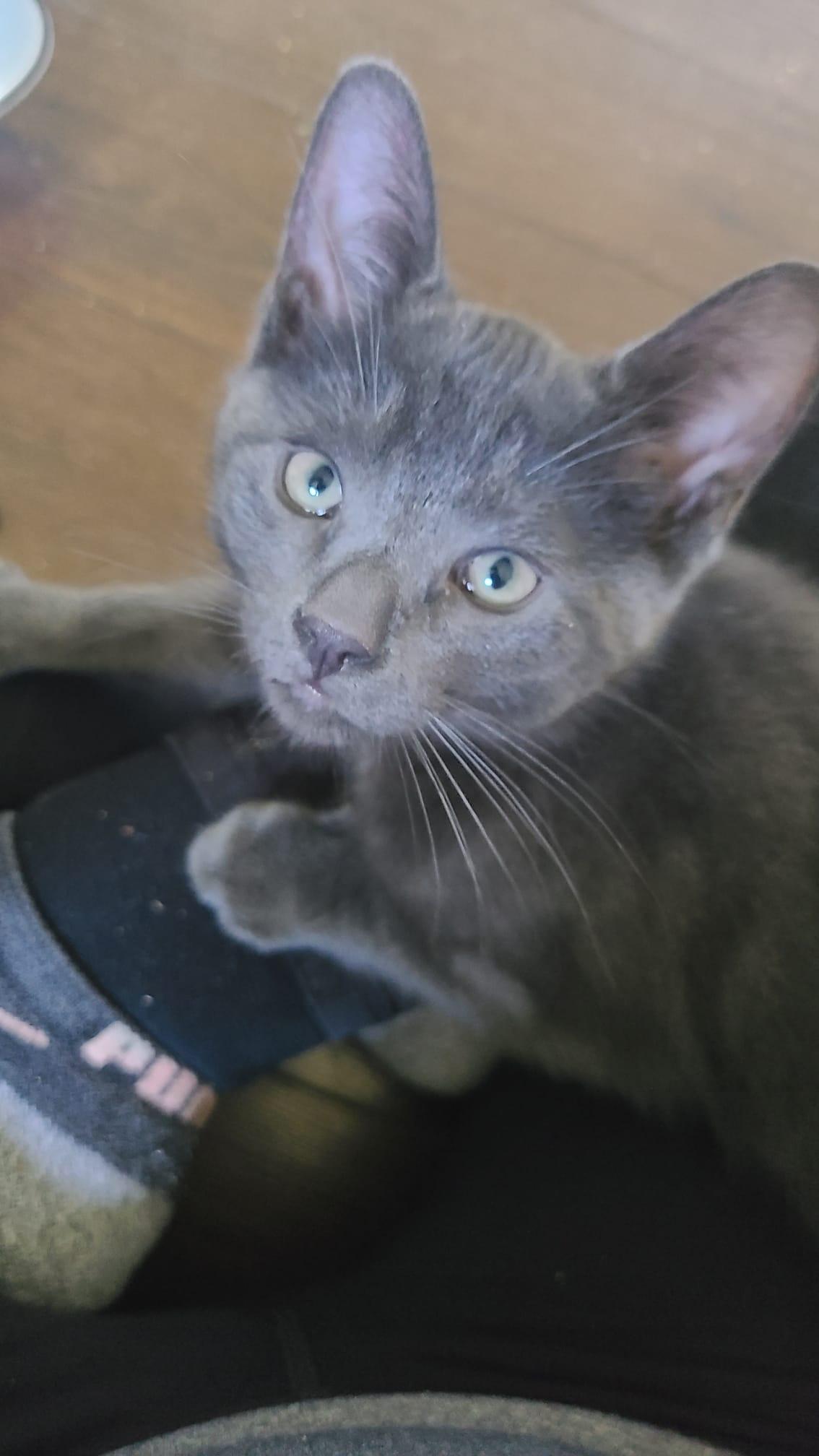 Onion powder, a Adoptable Domestic Short Hair in Cambridge, ON image 2/3