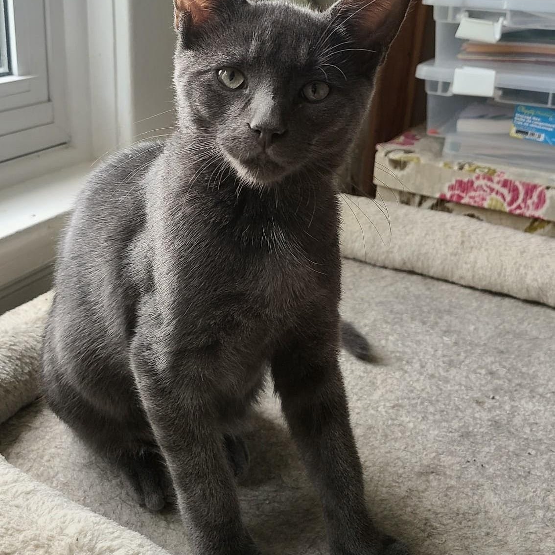 Onion powder, a Adoptable Domestic Short Hair in Cambridge, ON image 2/5