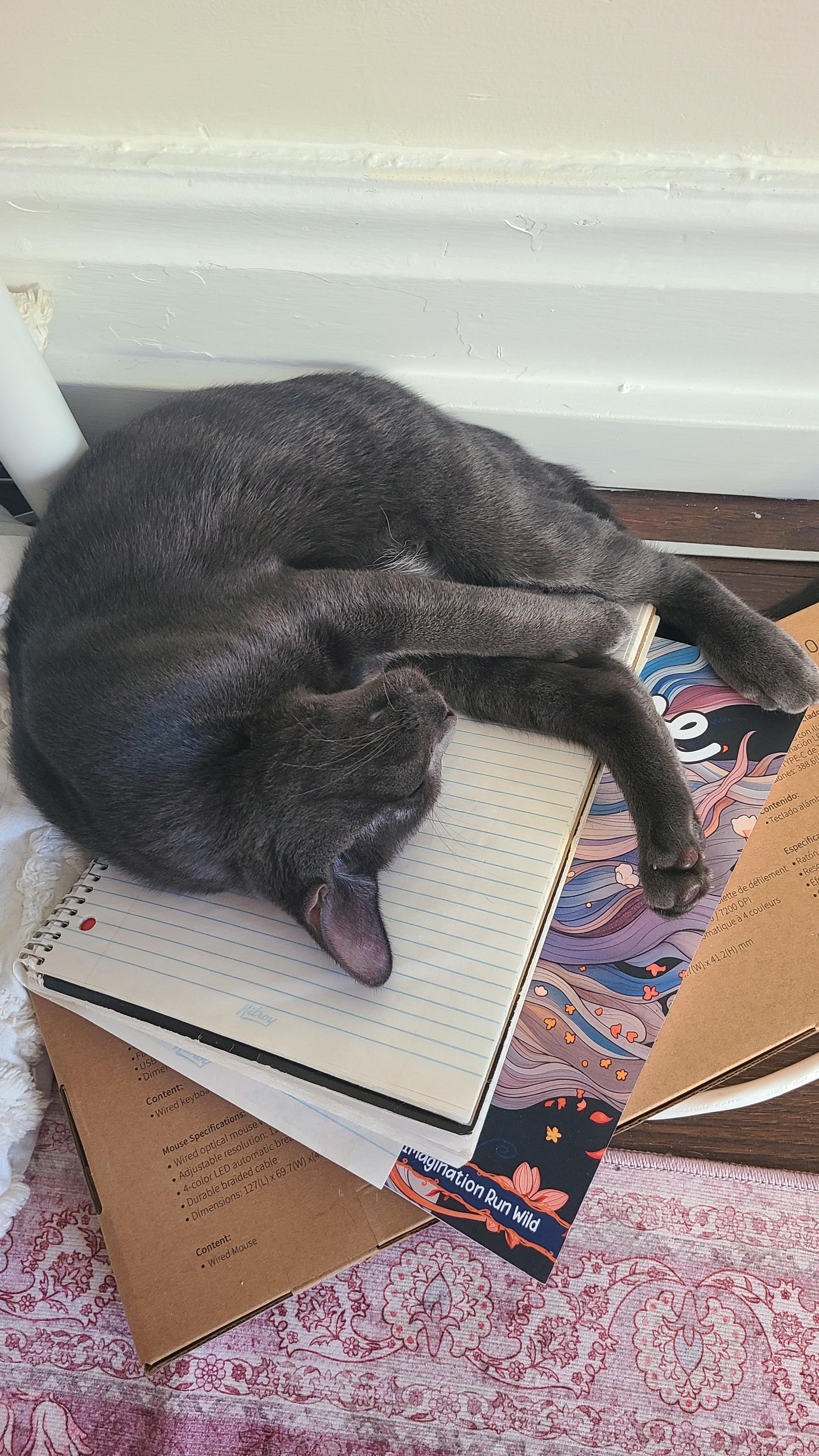 Enlarge Onion powder, a Adoptable Domestic Short Hair in Cambridge, ON image 5/6