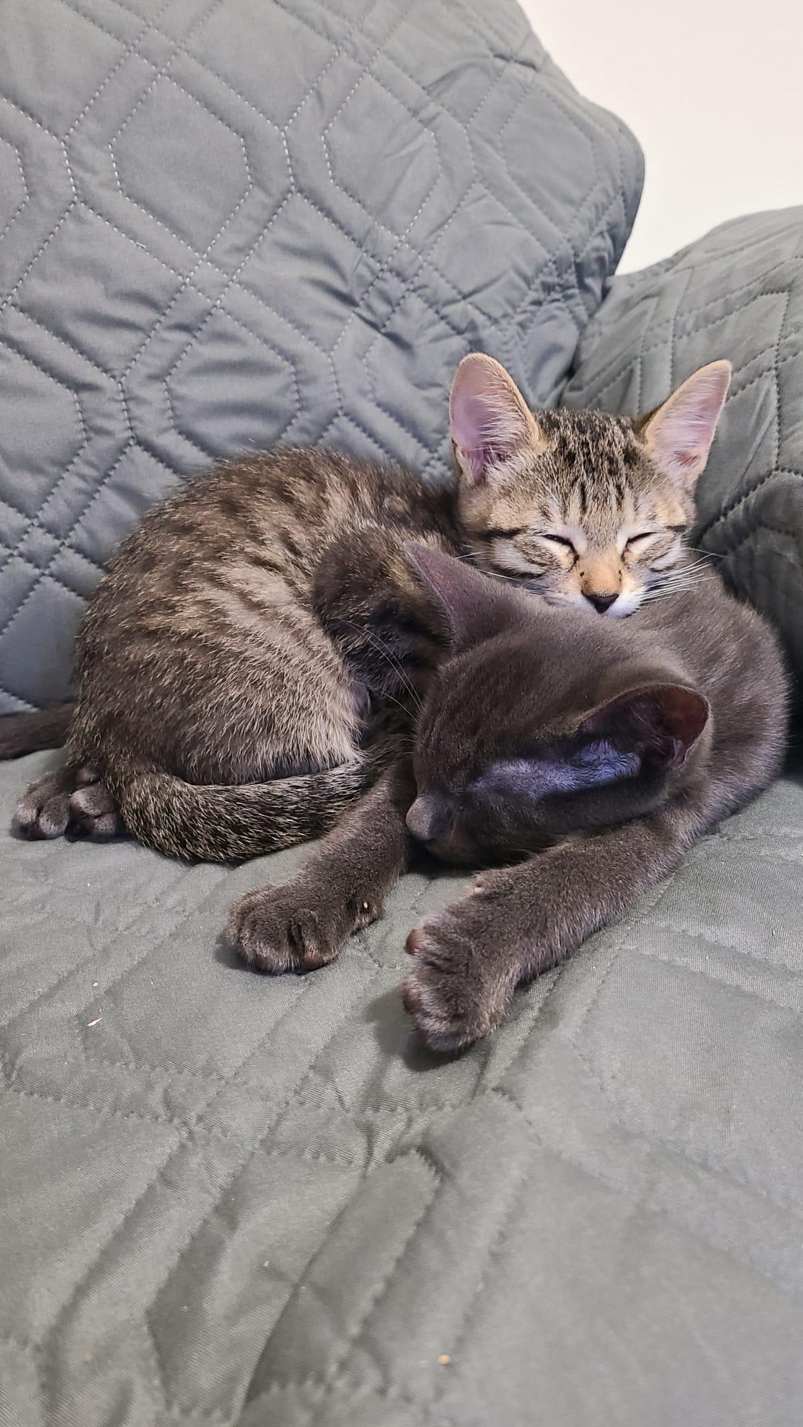 Onion powder, a Adoptable Domestic Short Hair in Cambridge, ON image 5/5