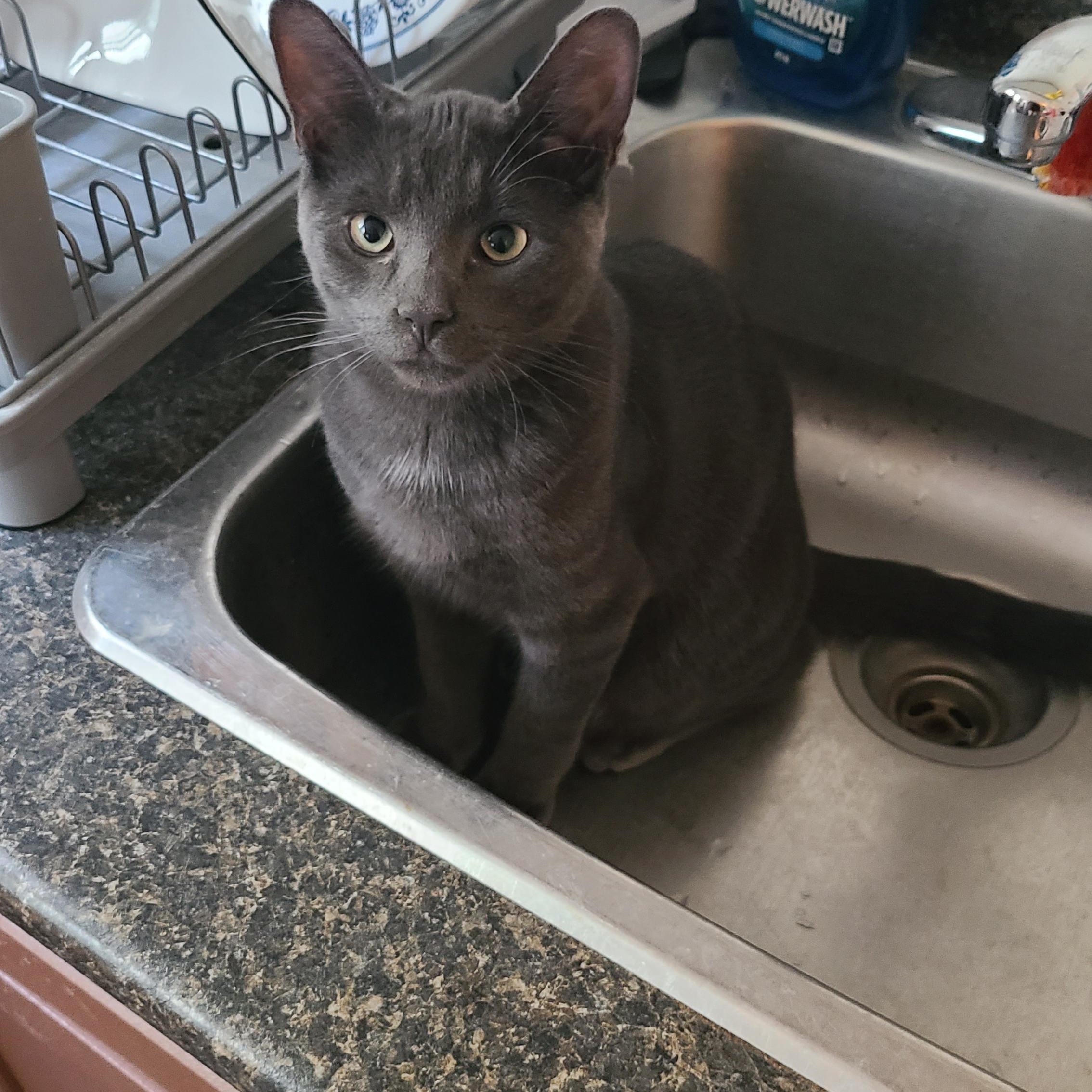Onion powder, Adoptable, Kitten Male Domestic Short Hair.