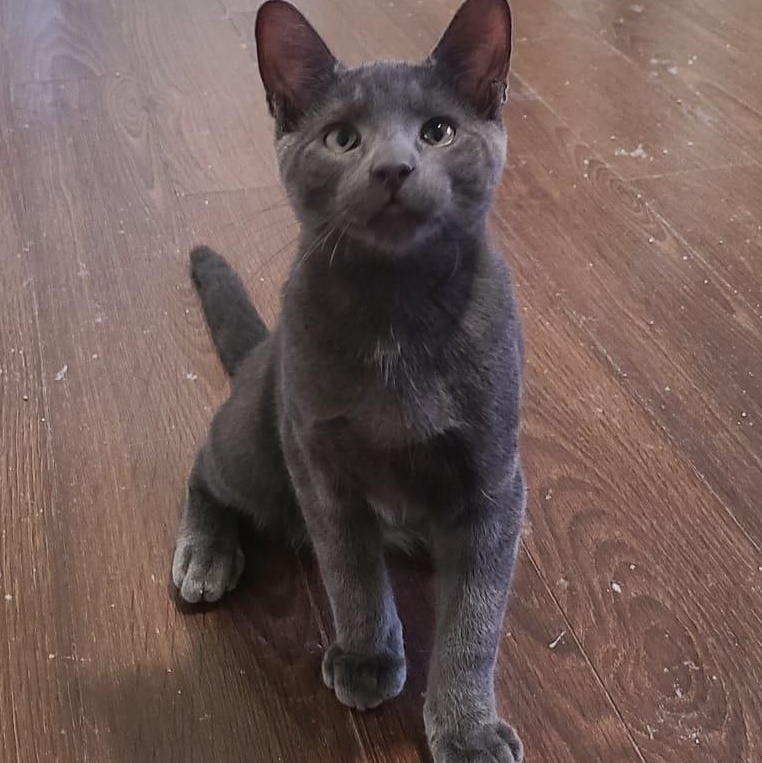 Onion powder, Adoptable, Kitten Male Domestic Short Hair.
