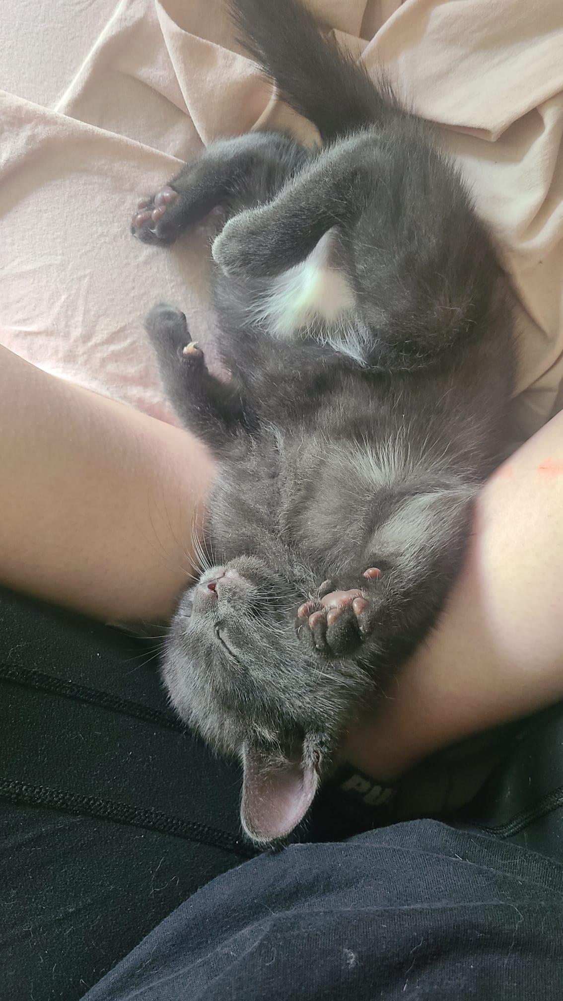 Onion powder, a Adoptable Domestic Short Hair in Cambridge, ON image 3/3