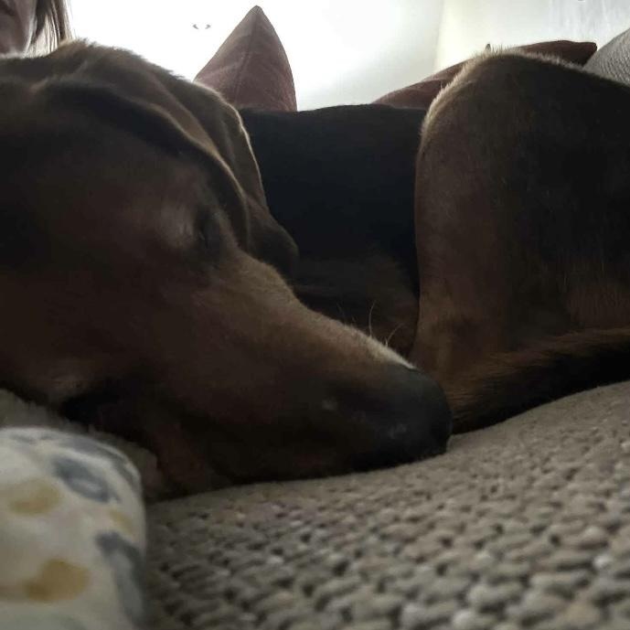 Enlarge Theo, a Adoptable mixed breed in Winchester, VA image 2/5