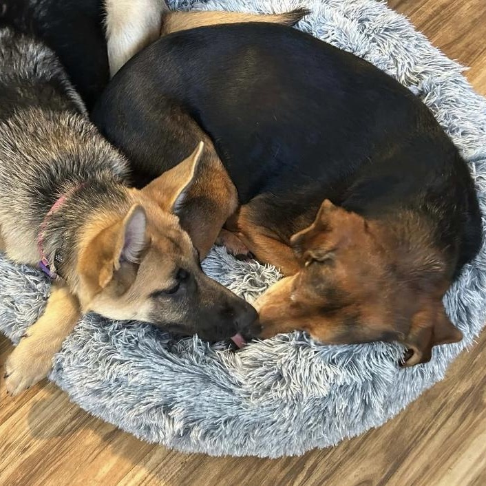 Theo, Adoptable, Senior Male Hound.