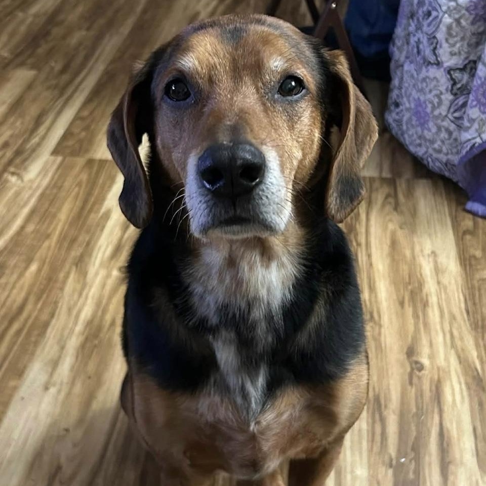 Enlarge Theo, a Adoptable mixed breed in Winchester, VA image 4/5